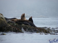 IMGP2419_Ucluelet_Zodiac