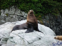 IMGP2423_Ucluelet_Zodiac