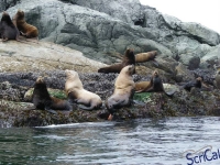 IMGP2427_Ucluelet_Zodiac