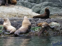 IMGP2430_Ucluelet_Zodiac