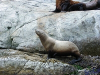 IMGP2439_Ucluelet_Zodiac