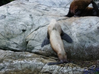 IMGP2440_Ucluelet_Zodiac