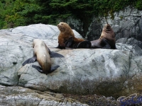 IMGP2441_Ucluelet_Zodiac