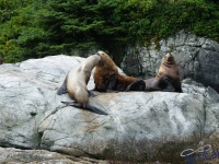 IMGP2442_Ucluelet_Zodiac