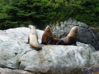 IMGP2443_Ucluelet_Zodiac