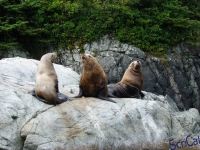 IMGP2444_Ucluelet_Zodiac