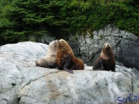IMGP2445_Ucluelet_Zodiac