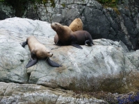 IMGP2448_Ucluelet_Zodiac