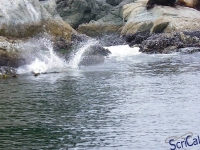 IMGP2450_Ucluelet_Zodiac