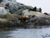 IMGP2452_Ucluelet_Zodiac