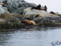 IMGP2453_Ucluelet_Zodiac