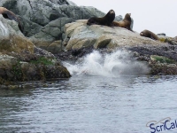 IMGP2454_Ucluelet_Zodiac