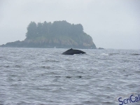 IMGP2482_Ucluelet_Zodiac