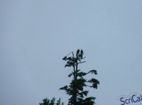 IMGP2497_Ucluelet_Zodiac