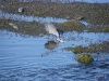 IMGP4146_Seward-Anchorage_PotterMarsh