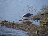 IMGP4150_Seward-Anchorage_PotterMarsh