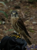 IMGP4335_Vancouver_Capilano_FalcoSparviero