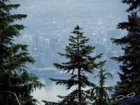IMGP4410_Vancouver_GrouseMountain