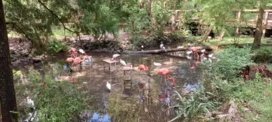 Florida-2025_Crystal-River-homosassa-20251020_150530
