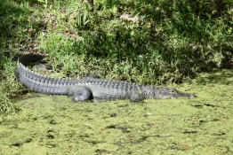 Florida-2025_Crystal-River-homosassa-alligatore-DSC_0166
