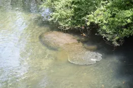 Florida-2025_Crystal-River-homosassa-lamantino