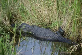 DSC_0022-gator-ok-01