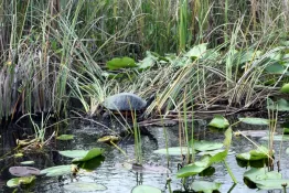 Florida-2025_Everglades_DSC_0093-airboat-tartaruga