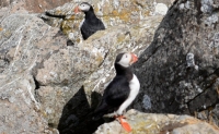 DSC_0075_flatey-puffin2