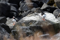 DSC_0078_flatey-puffin