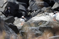 DSC_0079_flatey-puffin