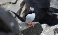 DSC_0084_flatey-puffin2