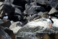 DSC_0085_flatey-puffin