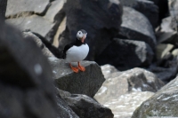 DSC_0085_flatey-puffin2