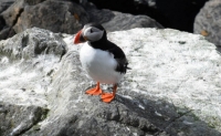 DSC_0086_flatey-puffin2
