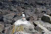 DSC_0089_flatey-puffin