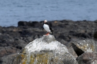DSC_0092_flatey-puffin