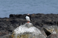 DSC_0093_flatey-puffin
