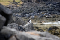 DSC_0097_flatey-puffin