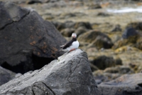 DSC_0101_flatey-puffin