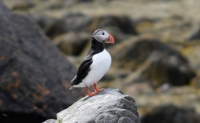 DSC_0105_flatey-puffin2