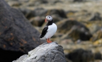 DSC_0109_flatey-puffin2