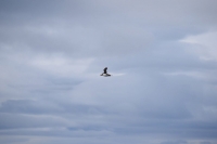 DSC_0114_flatey-puffin-in volo-con pesci