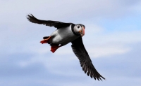 DSC_0120_flatey-puffin-in volo con pesci2