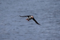 DSC_0121_flatey-puffin-in volo