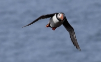 DSC_0122_flatey-puffin-in volo-con pesci2