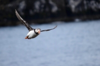 DSC_0126_flatey-puffin-in volo