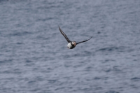 DSC_0128_flatey-puffin-in volo