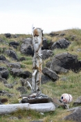 DSC_0156_flatey-giro isola-totem