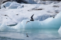 DSC_0118_verso hoefn-laguna jokulsarlon-sterne