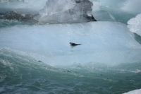 DSC_0121_verso hoefn-laguna jokulsarlon-sterne